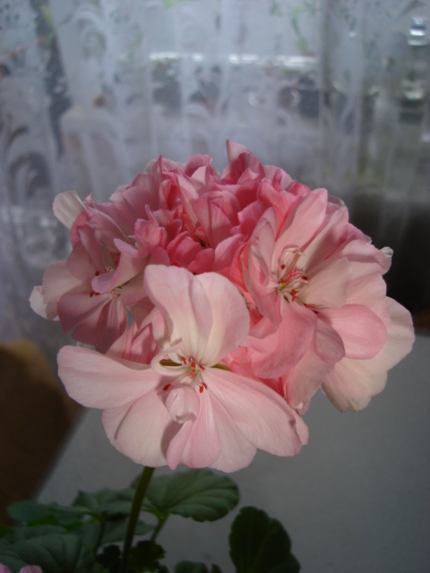 DSC03786.JPG