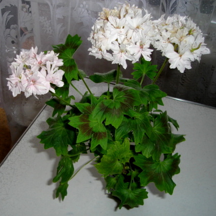 DSC06.JPG