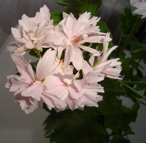 DSC04.JPG