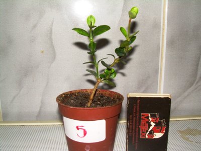 Карисса  5.JPG