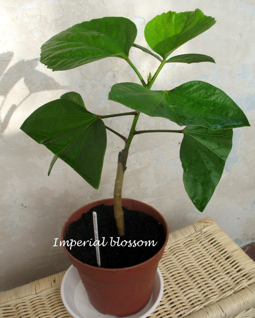 imp blossom.JPG