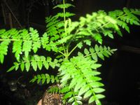IMG_4311.JPG