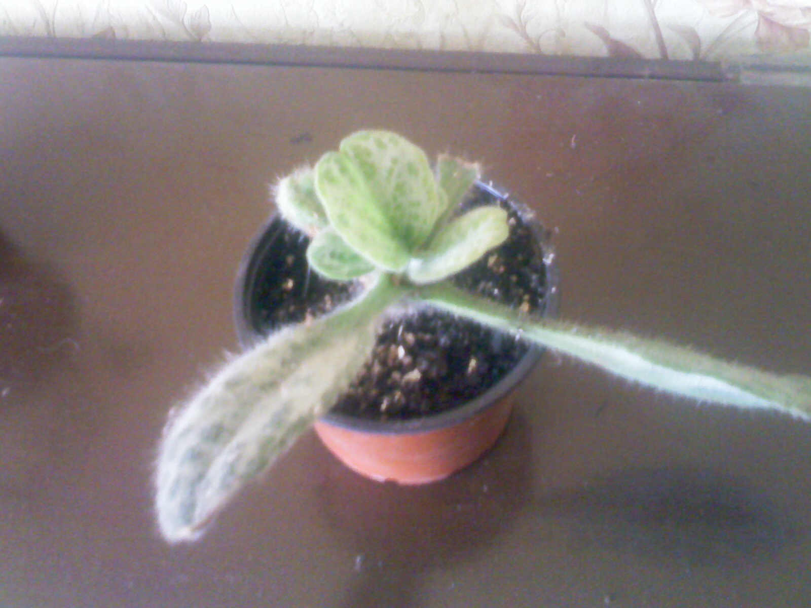 IMG01695.jpg