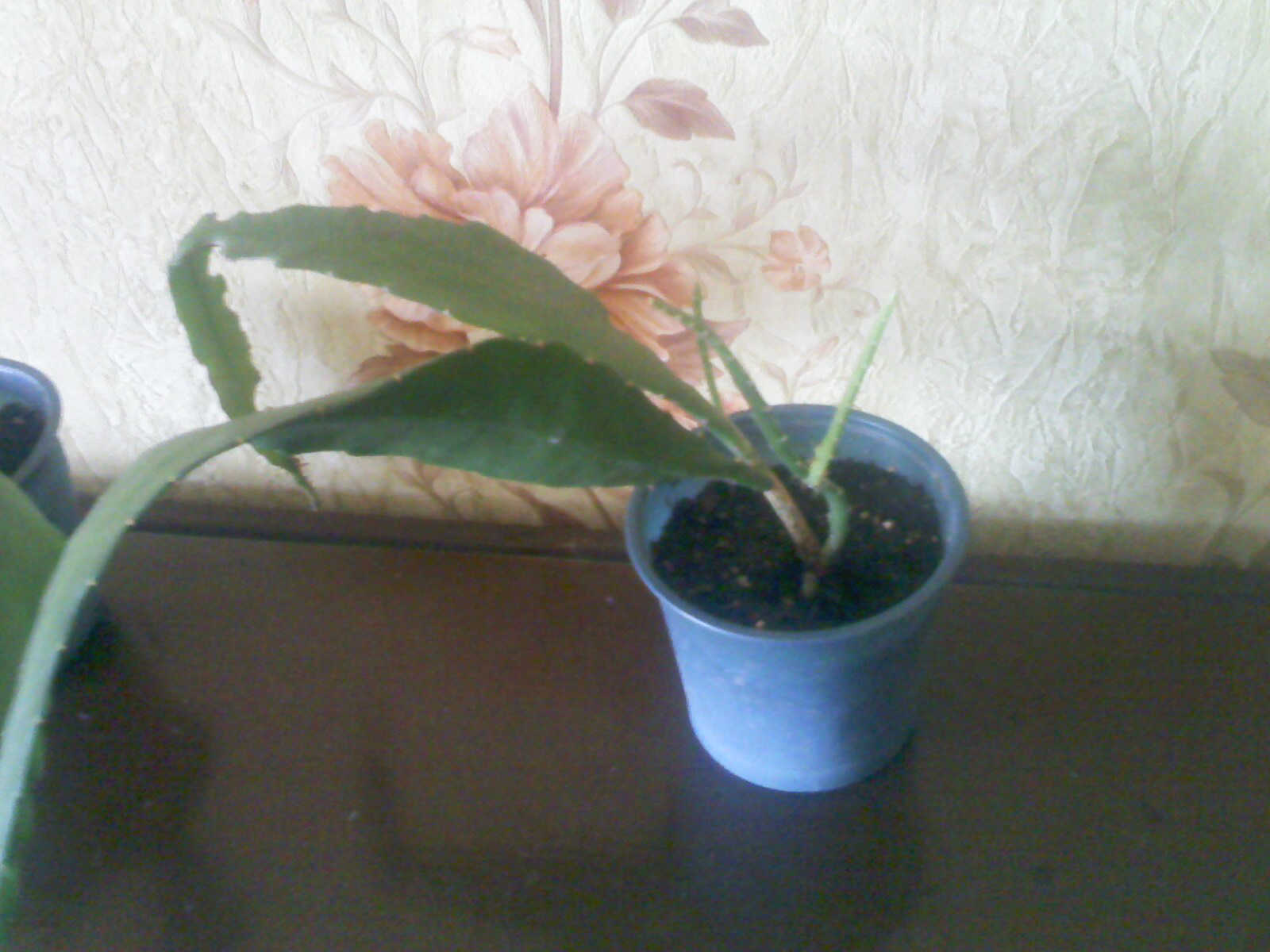 IMG01689.jpg