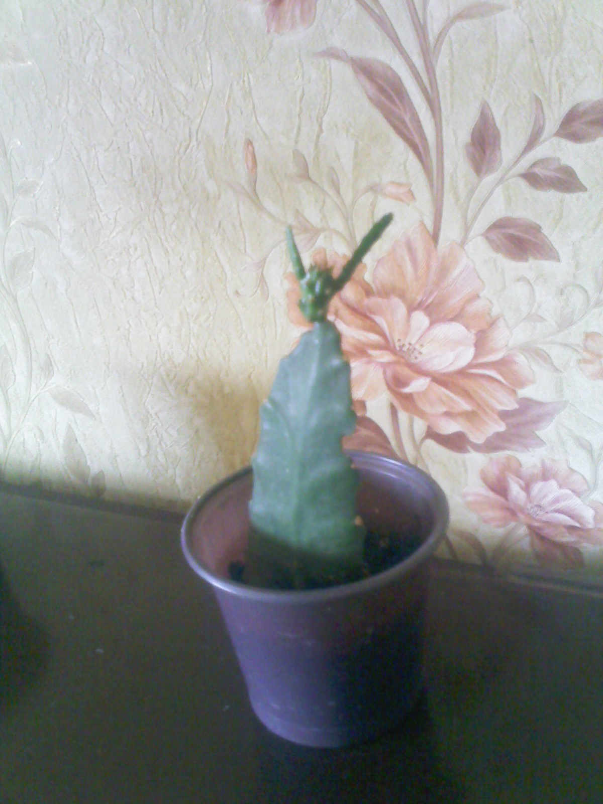 IMG01691.jpg