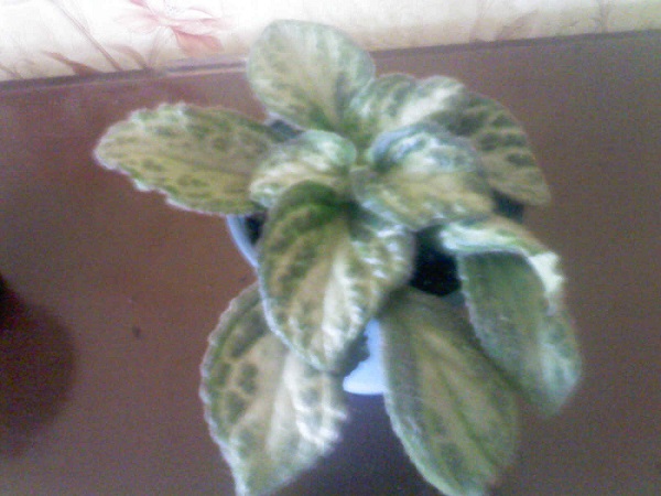 IMG01696.jpg