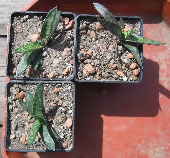 Gasteria_bicolor_liliputana_april_2015.jpg