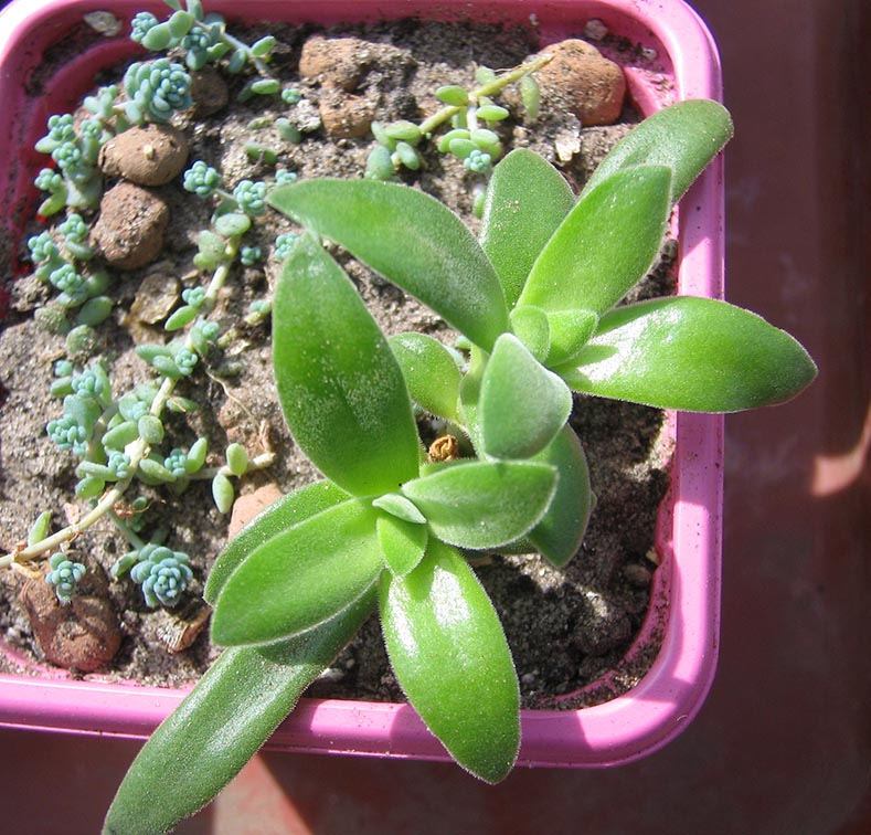 Crassula_rattrayii_2_april_2015.jpg