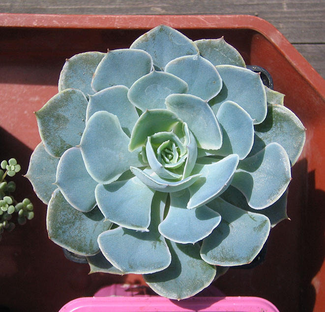 Echeveria_shaviana_april_2015.jpg