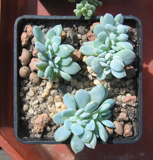 Echeveria_amoena_cristata_april_2015.jpg