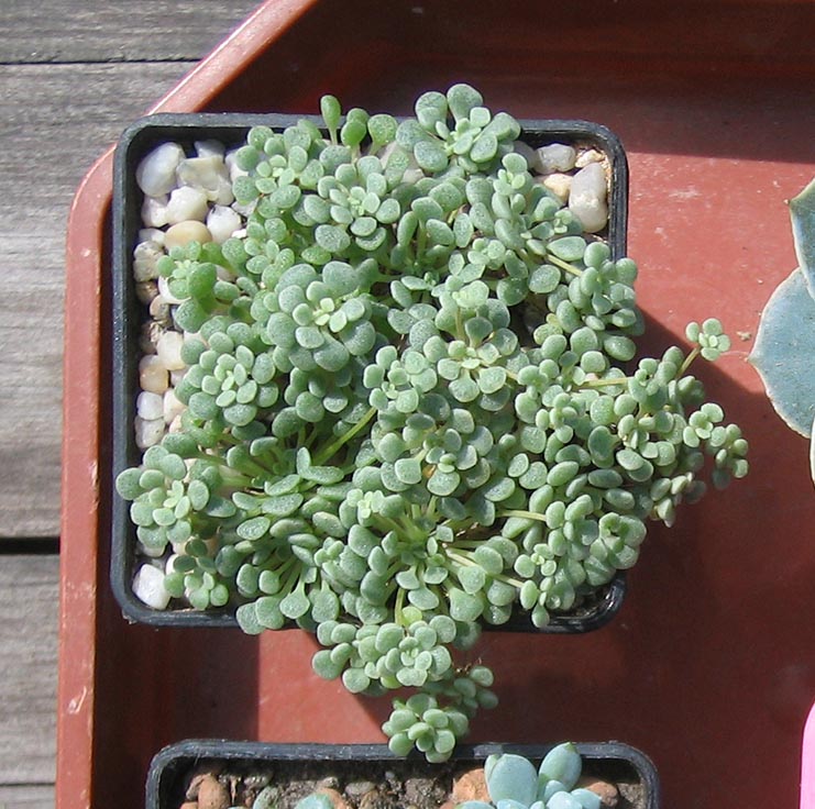 Monanthes_pallens_april_2015.jpg