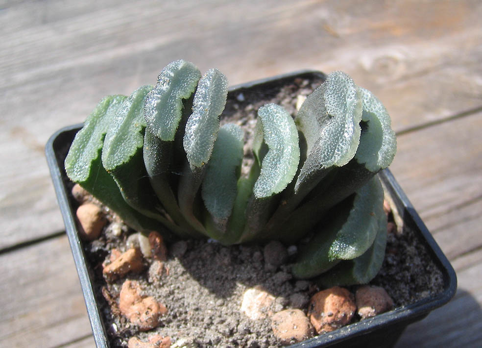 Haworthia truncata_april_2015.jpg