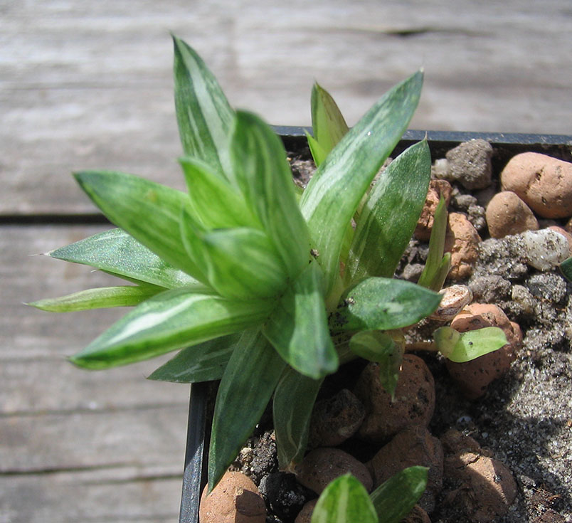 Haworthia_v_april_2015.jpg
