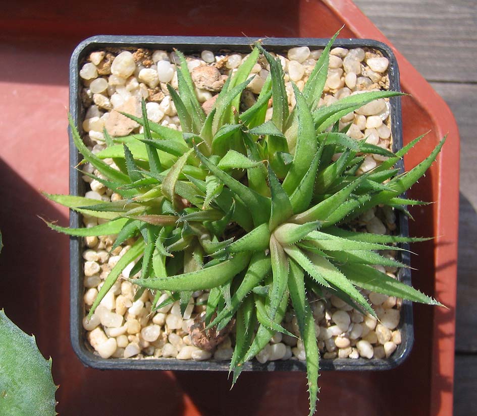 Haworthia angustifolia_ liliputana_april_2015.jpg