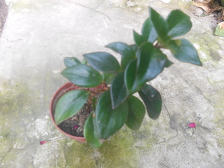 DSCN1854.jpg