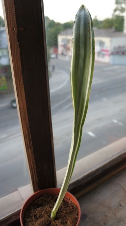 DSC01983.JPG