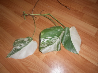 DSCN2454.jpg