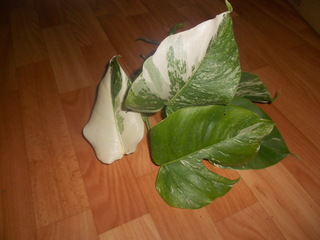 DSCN2370.jpg