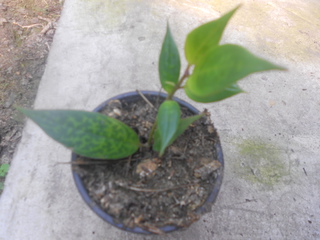 DSCN2261.jpg