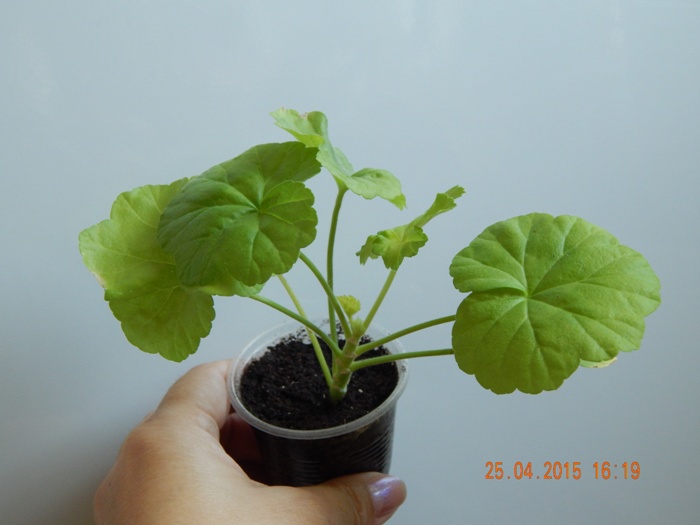 DSCN4112.JPG