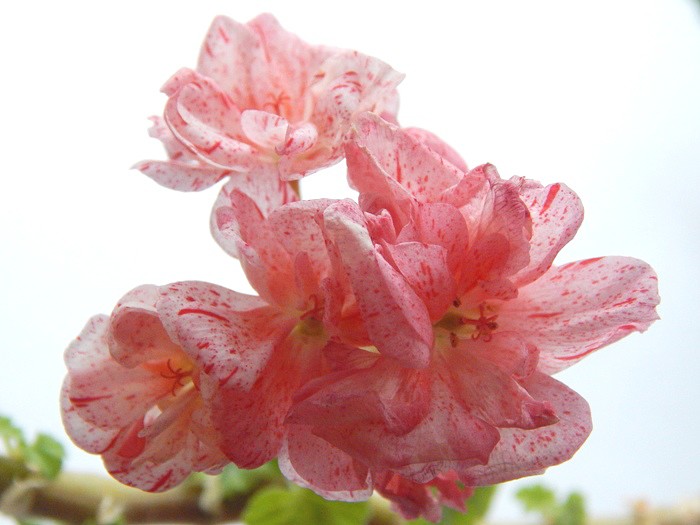 image (11).jpg