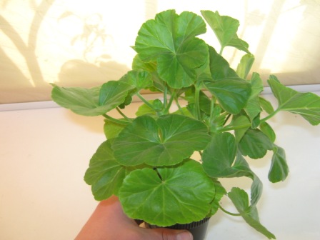 Sut Klara San plantator.jpg