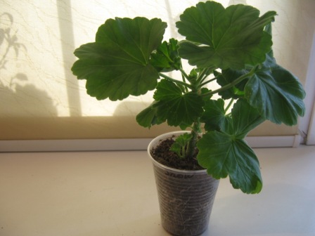 April Snow plantator.jpg