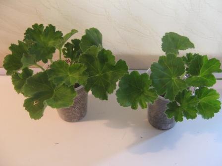 PAC Viva Rosita plantator.jpg