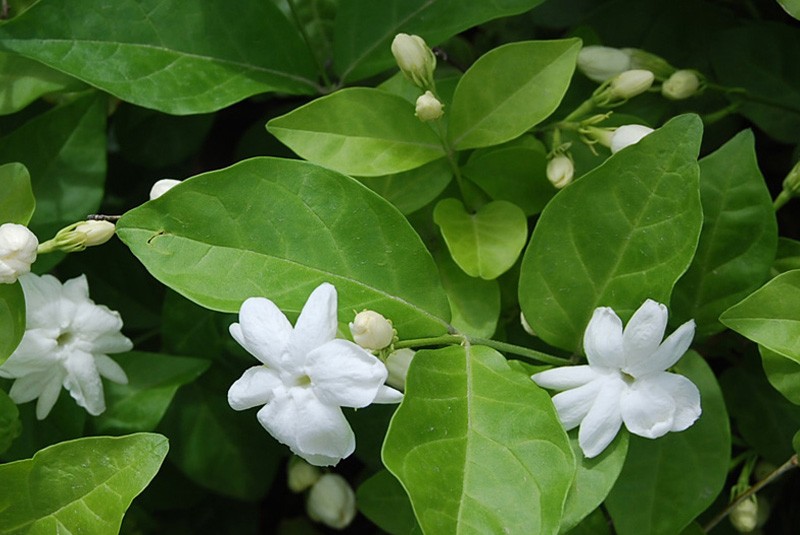 Jasminum Sambac.jpg