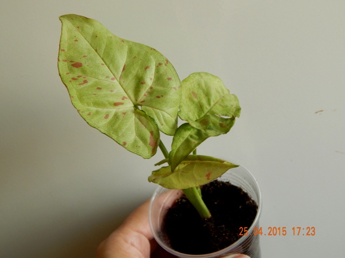 DSCN4126.JPG
