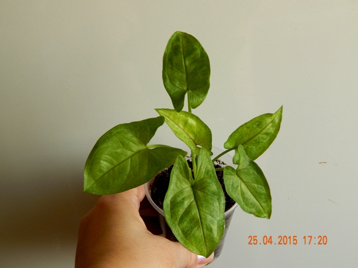 DSCN4118.JPG
