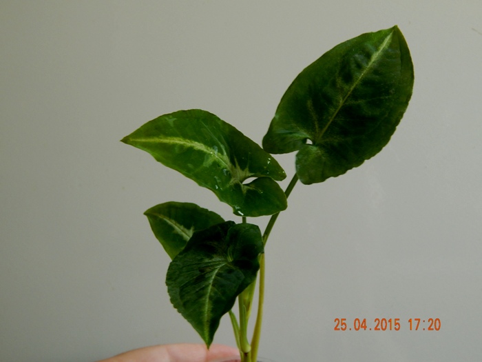 DSCN4115.JPG