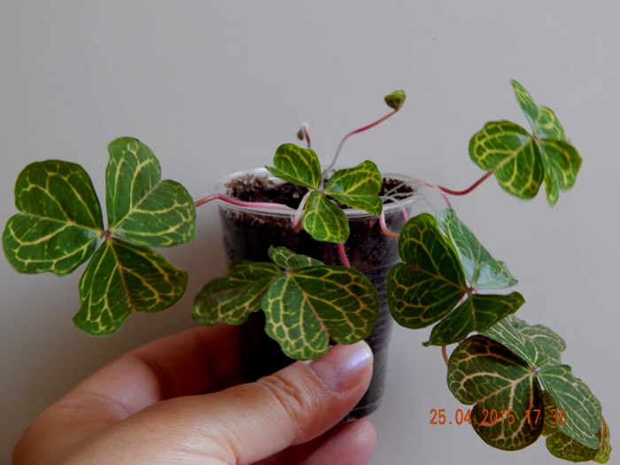 DSCN4134.JPG
