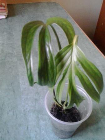 20150421_113947.jpg