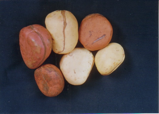 Kola-Nut.jpg