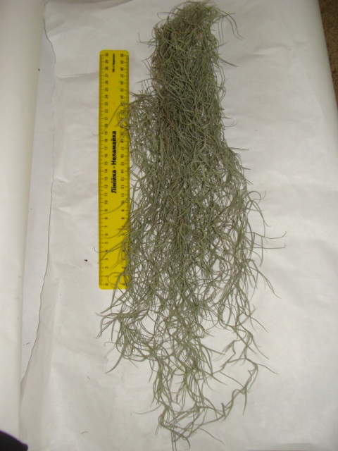 DSC02987.jpg