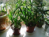 Photo0565.jpg