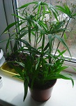 Photo0535.jpg