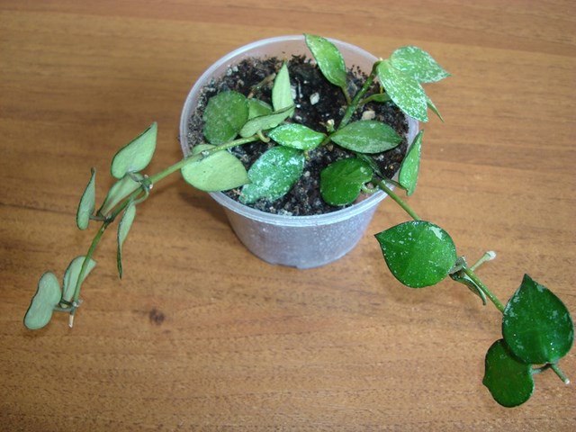 DSC00439.jpg