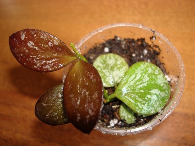 DSC00434.jpg
