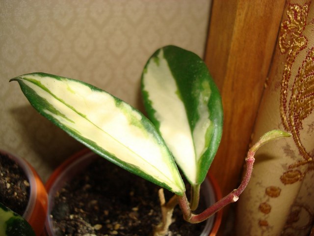 DSC00457.jpg