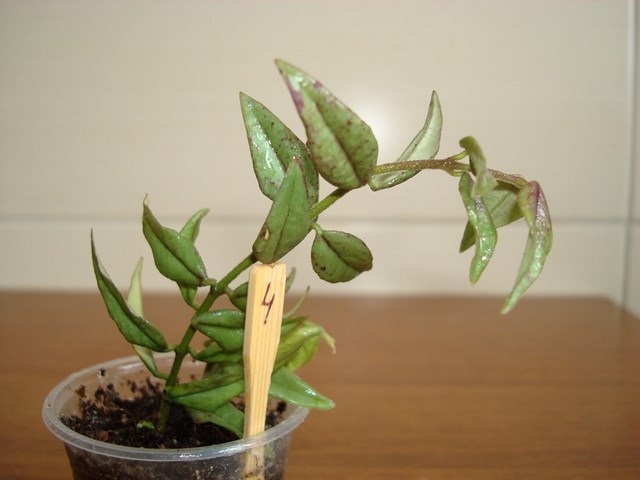 DSC00437.jpg