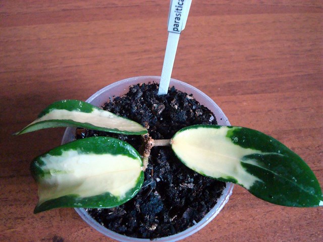 DSC00419.jpg