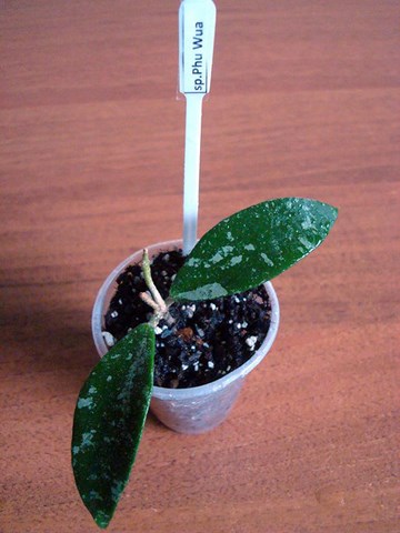 DSC00414.jpg