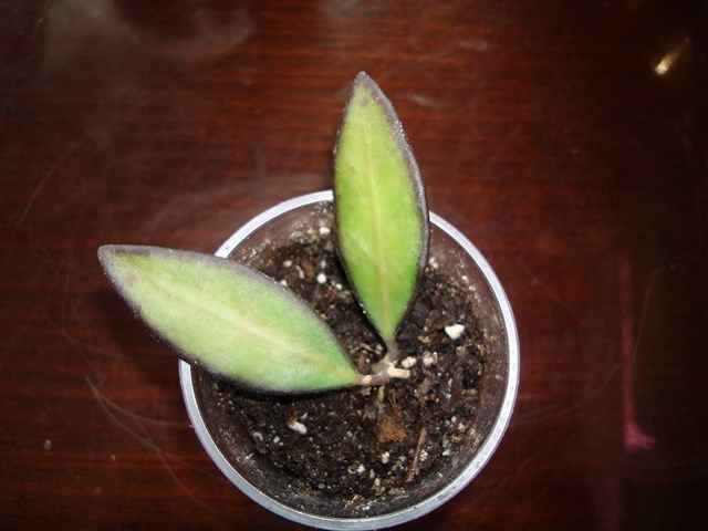 DSC00440.jpg