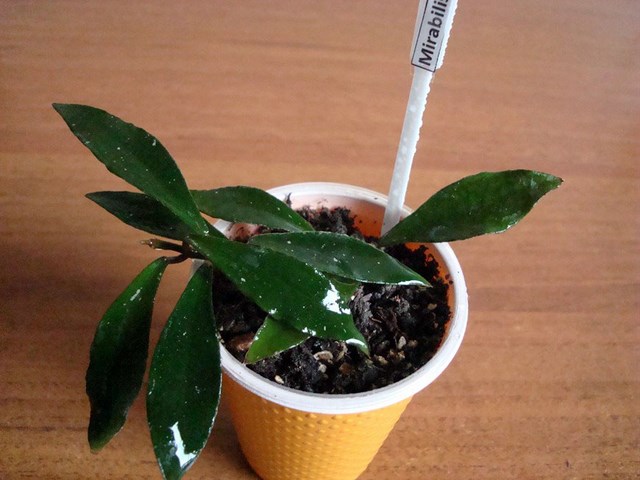 DSC00415.jpg