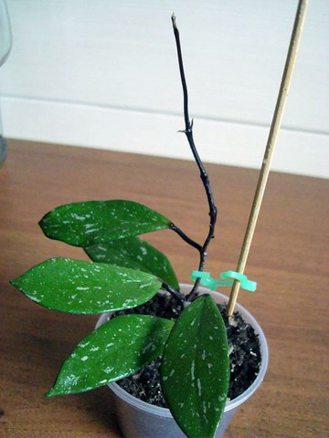 DSC00417.jpg