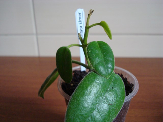 DSC00463.jpg