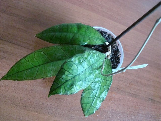 DSC00430.jpg
