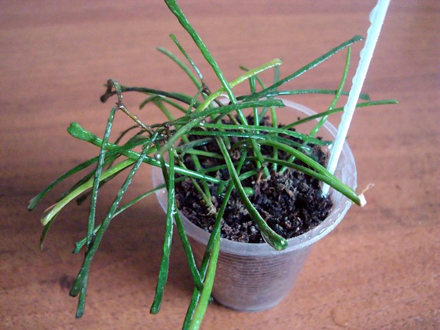 DSC00424.jpg